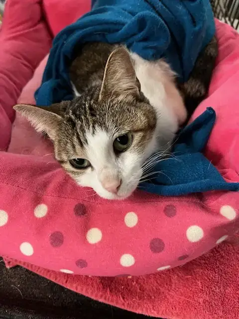 Baby Cat