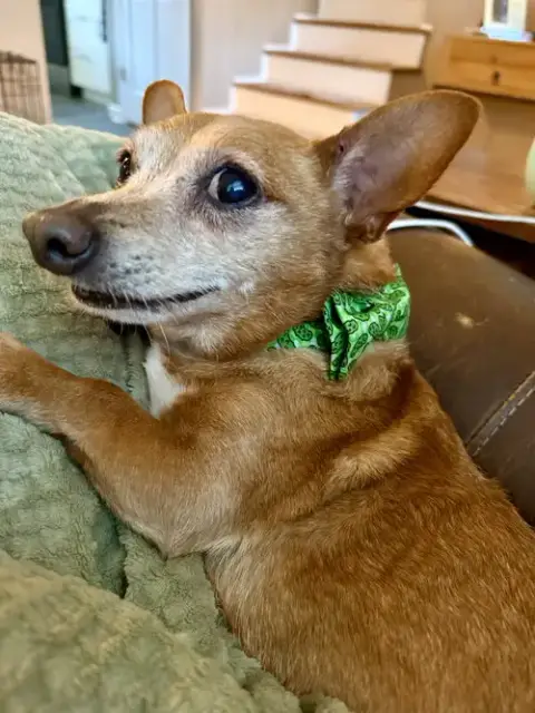 Senor Pickles