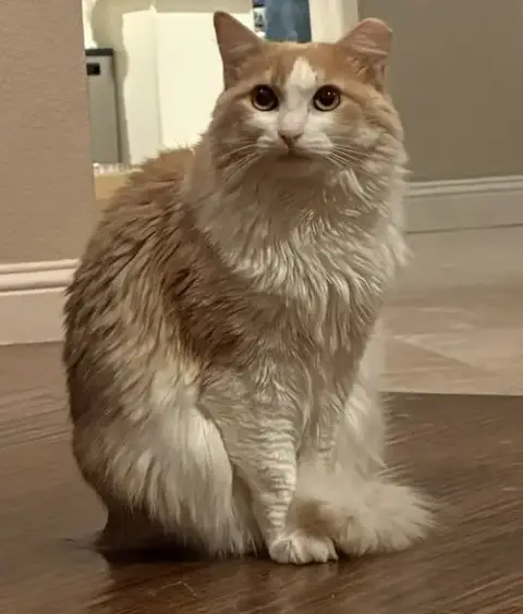 Skye