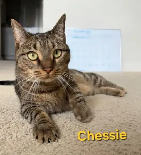 Chessie photo 2