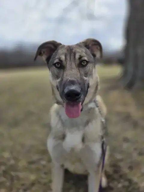 Moxie photo 3