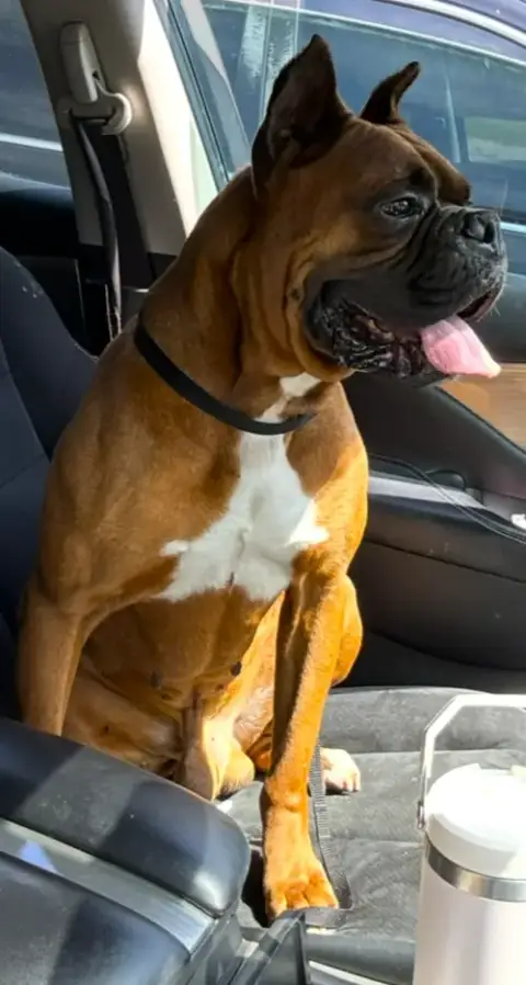 Big Boy photo 2