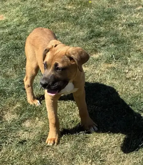 Brutus photo 3
