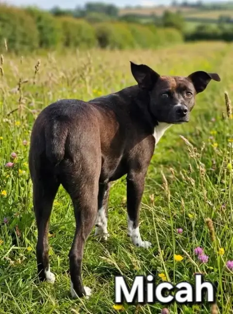 Micah