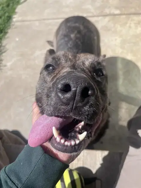 Nelli