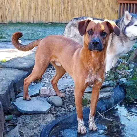 Simon