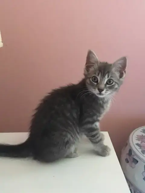 Thunder Cat photo 2