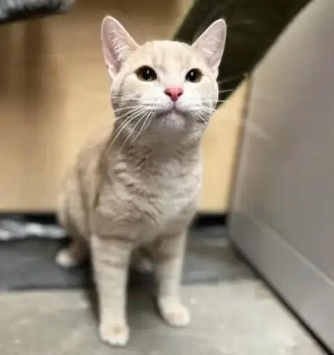 Koko