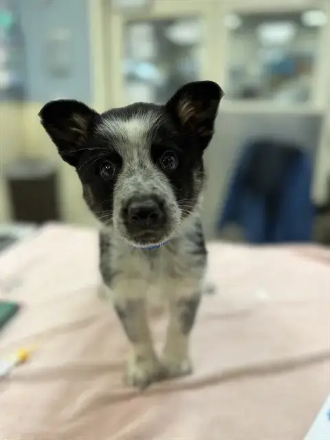 Sorillo