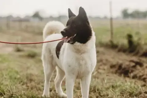 Bailey photo 3
