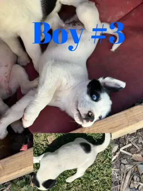 Arlo photo 2