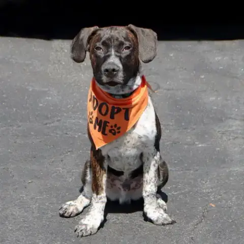 M Pup Max photo 2