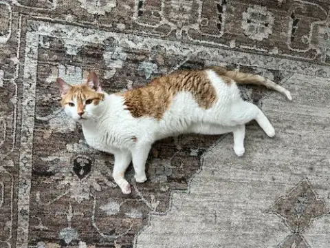 Fitz *Declawed* photo 4