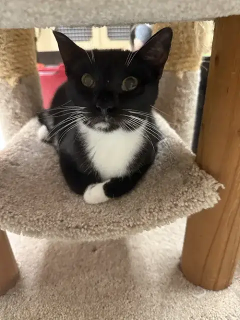 Ha'Lia Napa Petco photo 4