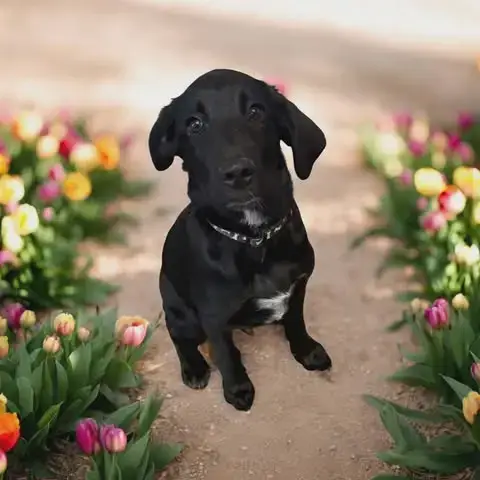 Pups