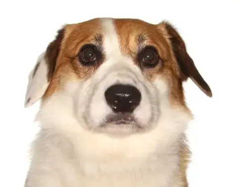 Teddy