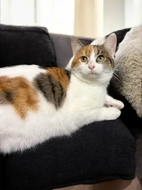 Simone photo 2