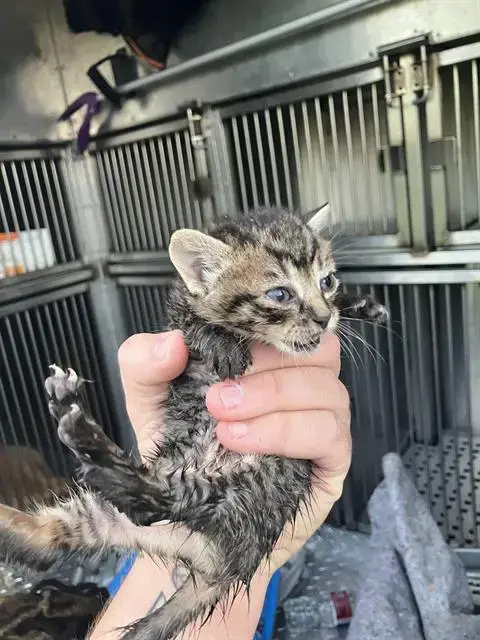 Buttercup