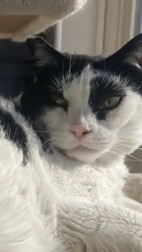 Cow