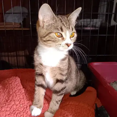 Wink