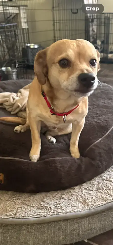 Paco