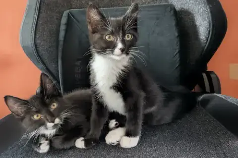 Bronx And Queenie