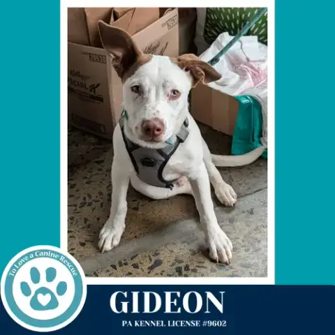 Gideon