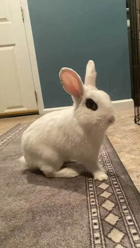 Jupiter Rabbit
