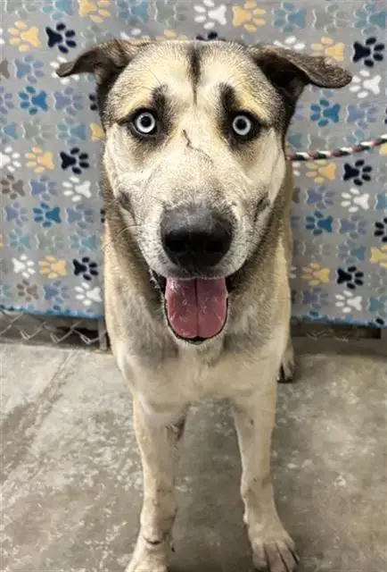 Apollo