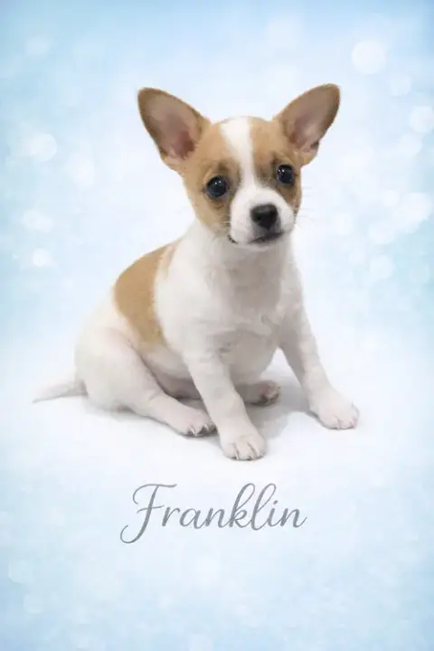 Franklin photo 2