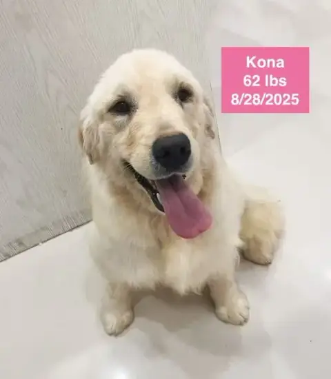 Kona photo 4