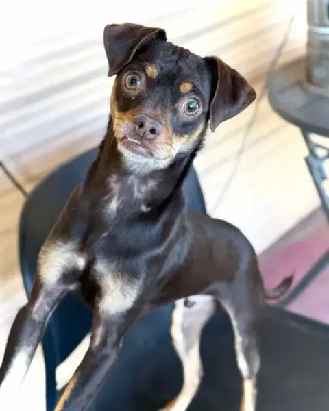 Kahlua photo 2