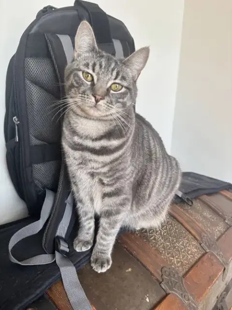 Peaches