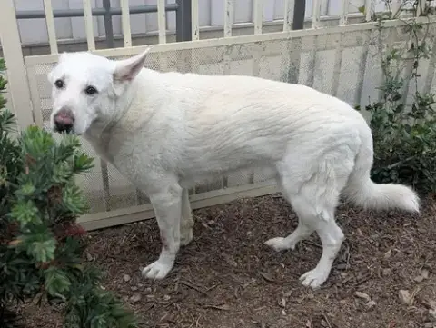 Maximus
