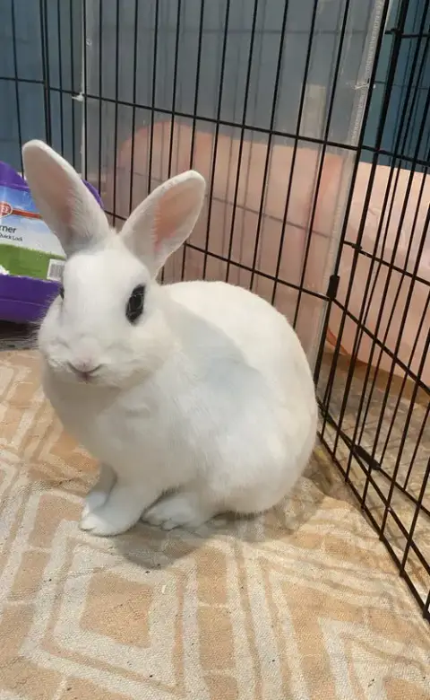 Luna'S Mars Rabbit Kit