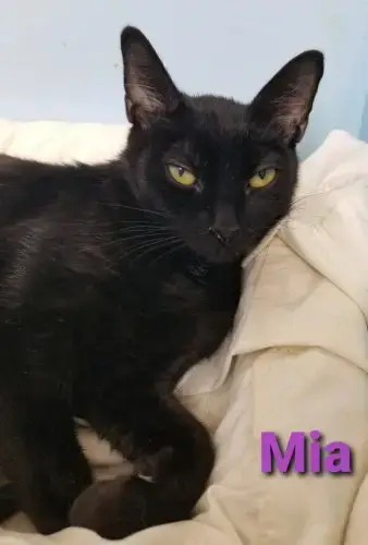 Mia Ii