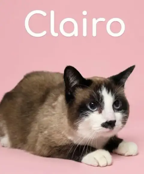 Clairo