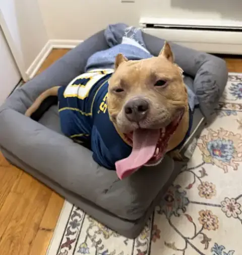 Meatball photo 5