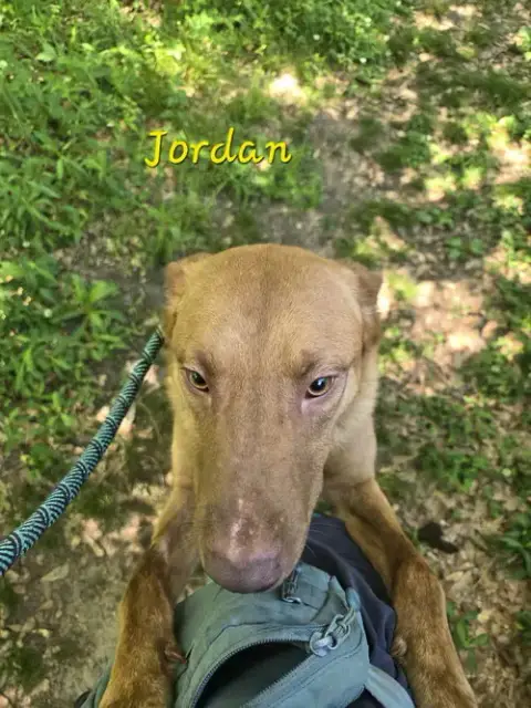 Jordan photo 4