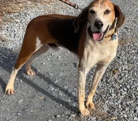 Alexander:  Not At The Shelter