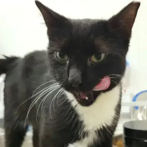 Domino