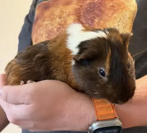 Piggie And Gerald photo 3