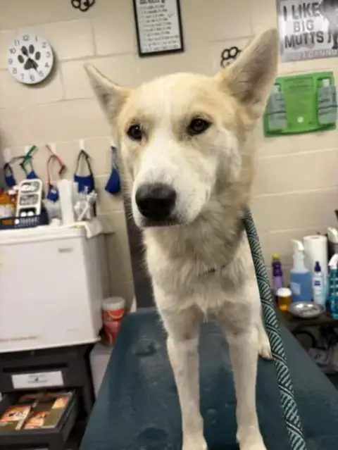 Tundra