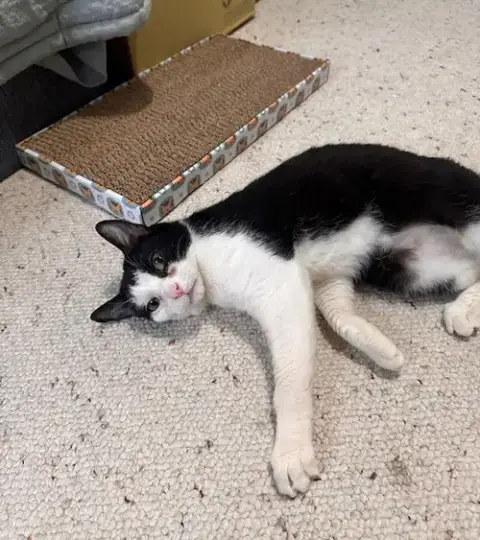 Kiki