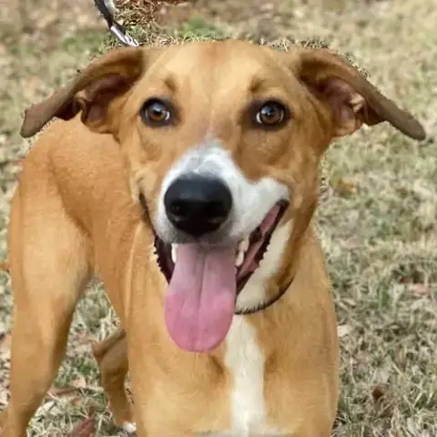 Cooper