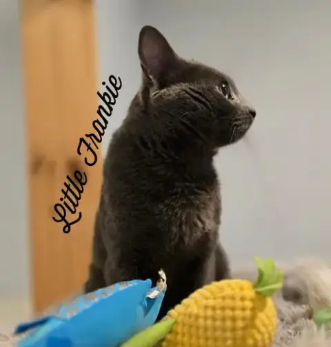 Little Frankie photo 3