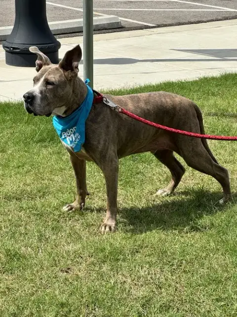 Taz photo 3