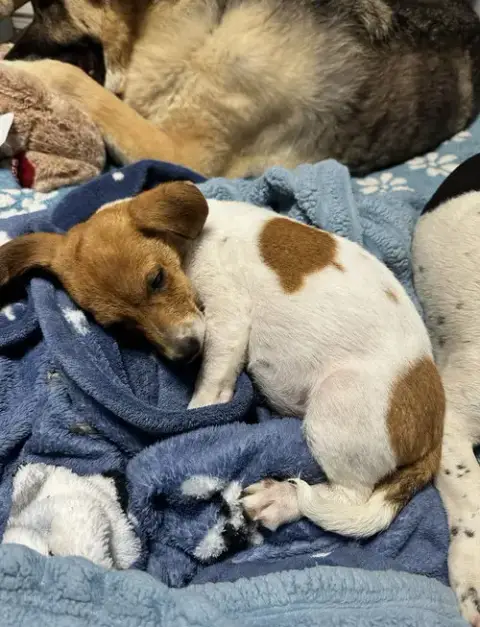 Tater-Tot photo 2
