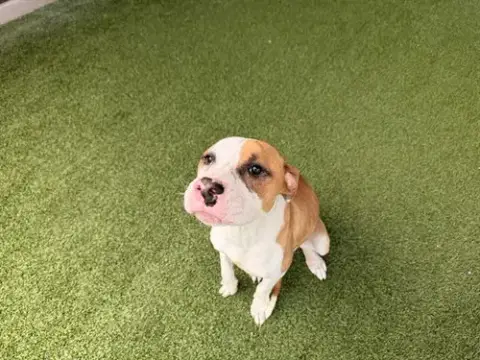 Maggie