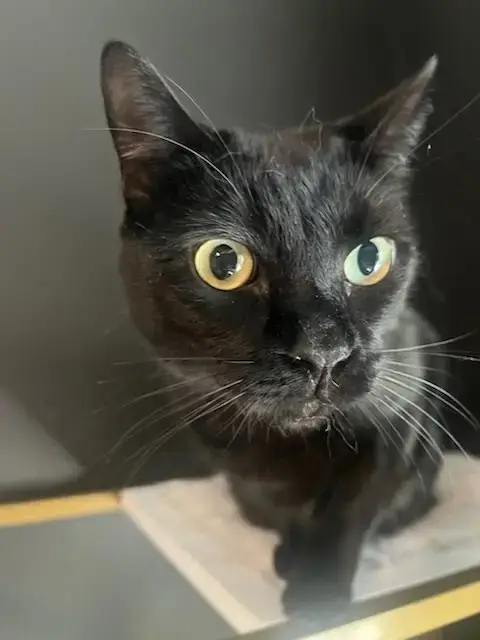 Milo